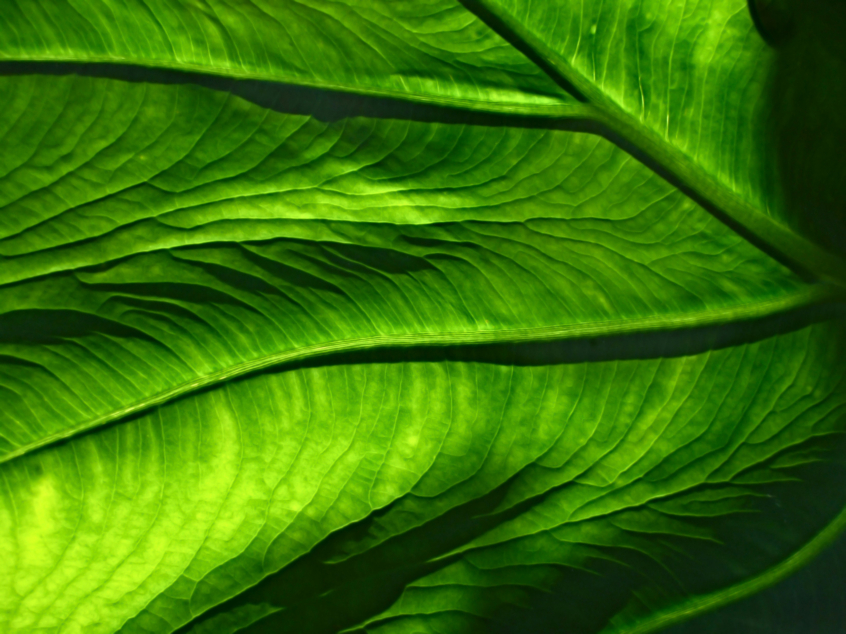 Fresh Greens